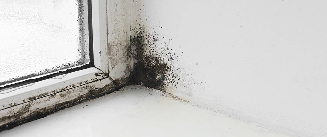 How to Get Rid of Black Mould?